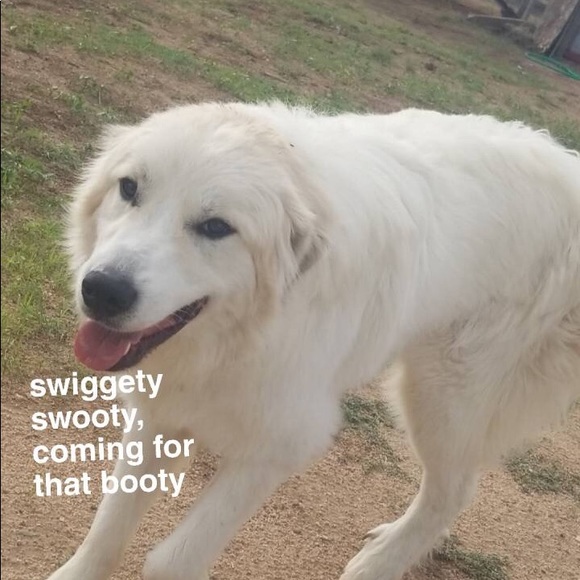 Meet your Posher, Hannah - Picture 1 of 1